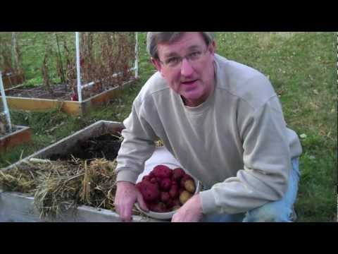 how to harvest and store yukon gold potatoes