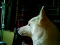 Bracken the Alsation X Husky wolf-style howl