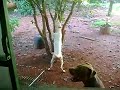 Haika e Buik Pit Bul Haika e Buik Pit Bul
