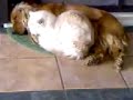cane e gatto massaggi