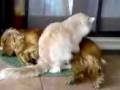 cane e gatto massaggi