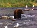 Bear in Nature