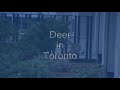 Deer in Toronto