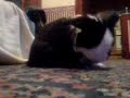 fluffee-cleanin.html