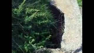 بركوسيا - بئر القرية   شاكر احمد شاكر  ابراهيم مصلح