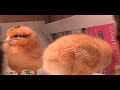 Baby Chickens