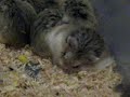 Fat Hamster Grooming Himself