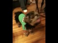Romeo's 1st Christmas Eve