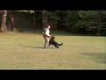 Rottweiler video
