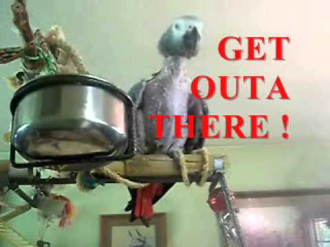 Chat (bird) - HAPPY SUMMER EVERYONE ! ...Jessie BIRD wants to say HELLO to ALL his OLD Friends and ALL HIS NEW ONES TOO !