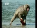 Умные обезьяны.wmv