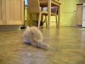 videos de John and Abigail kitties play soccer with a mini mouse.