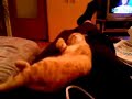 眠りネコ動画