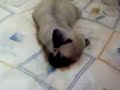 Sleepy Spudgy SK Sleepy Spudgy SK