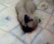 Sleepy Spudgy SK