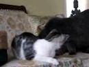 Love song to foster kitten