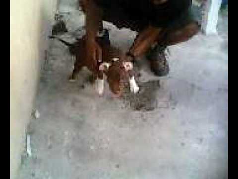 ROTWILLER