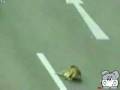 videos de Dog Risks Life To Save Injured Friend