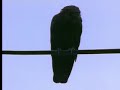 attenborough   crows in the city