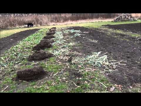 how to harvest parsnips