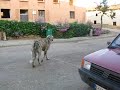 clinton the dog