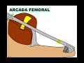 anillo crural