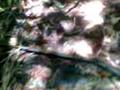 videos de Biodiversidad (parte 2)