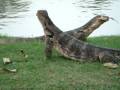 Snowbiz247.com Promo: Monitor Lizards Do Battle!