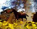 Violett:Spring smells like you/VJ Heiligenblut:Horseview