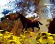 Violett:Spring smells like you/VJ Heiligenblut:Horseview