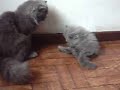 Gatos persas brigando