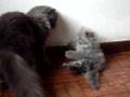 Gatos persas brigando