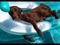 ***** vERY fUNNY dOGS 3 ***** ***** vERY fUNNY dOGS 3 *****