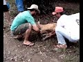 Salvamento de um cervo no Cant�o
