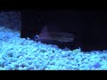 Ecsenius stigmatura - Schleimfisch