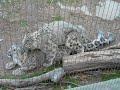 mating-snow-leopards-uncia-uncia.html