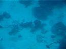 Atlantis Submarine