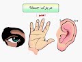 مم يتركب جسمك ؟شرح مبسط لدرس من منهج العلوم بالصف الرابع