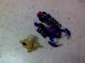 rc-modified-zoids-death-stinger.html