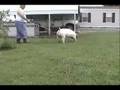 Koscelny's Hog College Boar 1-9