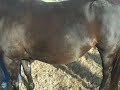 THOROUGHBRED IN FOAL .. WATCH THE BABY MOVE IN THE BELLY