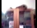 Teppista gatto sportivo Teppista gatto sportivo