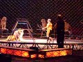 Cool tigers doing tricks at a circus Cool tigers doing tricks at a circus