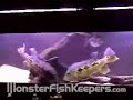 Feeding Monster Cichla orinocensis Peacockbass by Chud