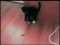 Posh and Becks new kitten
