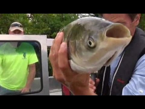 asian carp invading the great lakes asian carp invading the great lakes