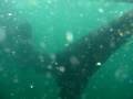 Ran over by a Whale Shark, Cancun.