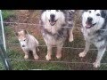 Husky Hugs & Dreams xxxx