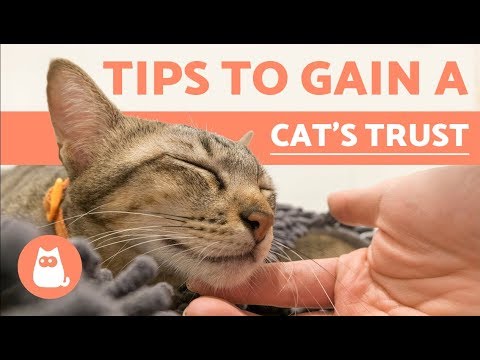 How to Gain the Trust of a Cat - YouTube