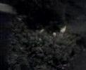 rory jumps into bushes outside morrisons
(y)!